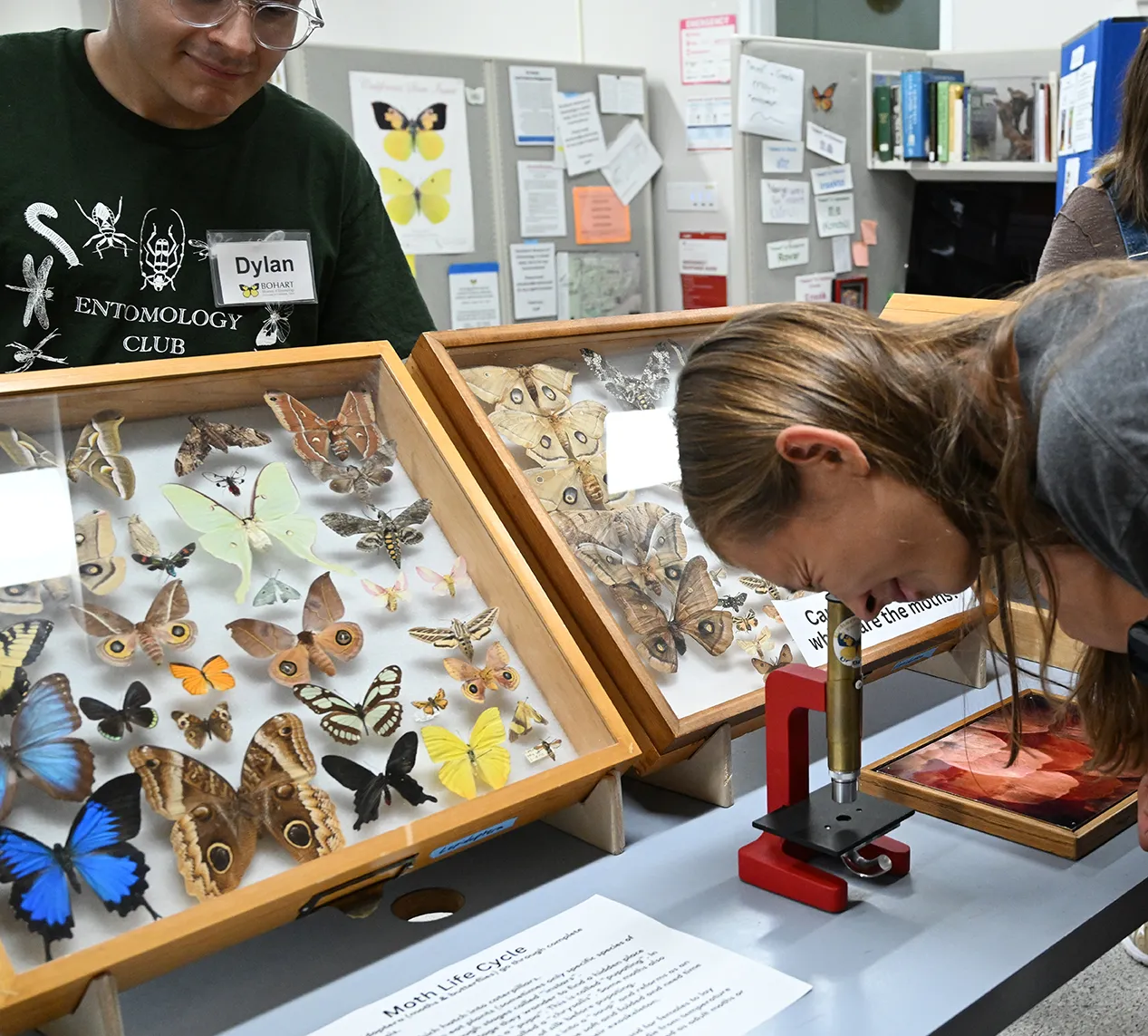 Bohart Museum open house attendee examining moth specimen through a microscope.