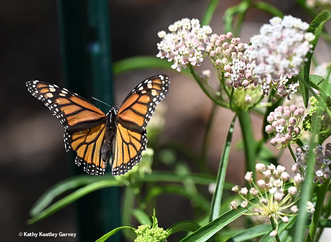 A female monarch in flight over native milkweed in a Vacaville garden.