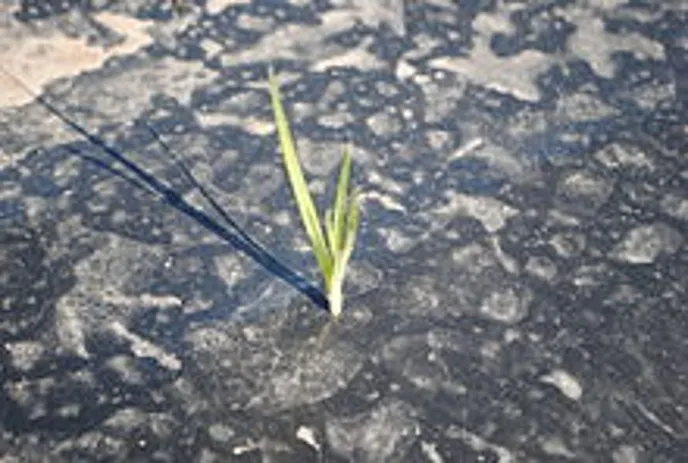 purple nutsedge