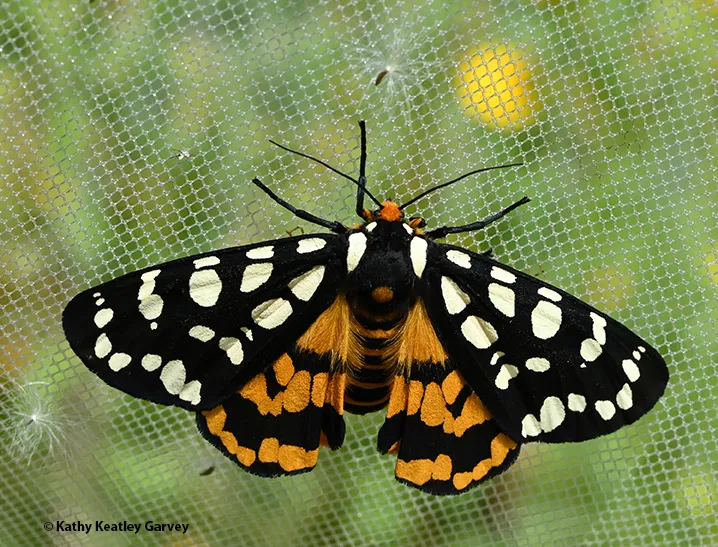 Ranchman's tiger moth, Arctia virginalis.