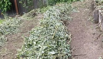 rows of bell bean crops harvested and chopped up