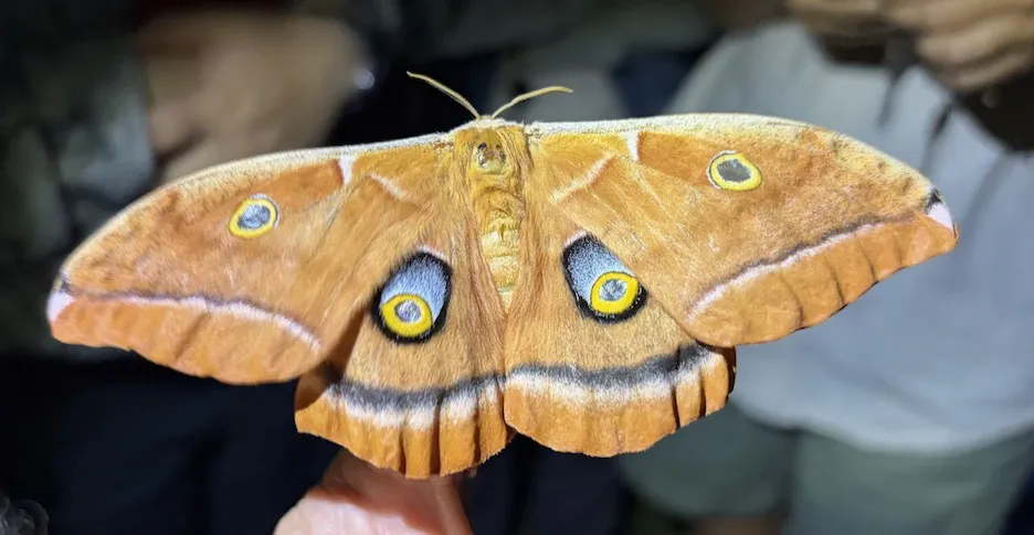 Giant silkworm moth showed up at Joel Hernandez' backlighting display in the UC Davis Arboretum and Public Garden.