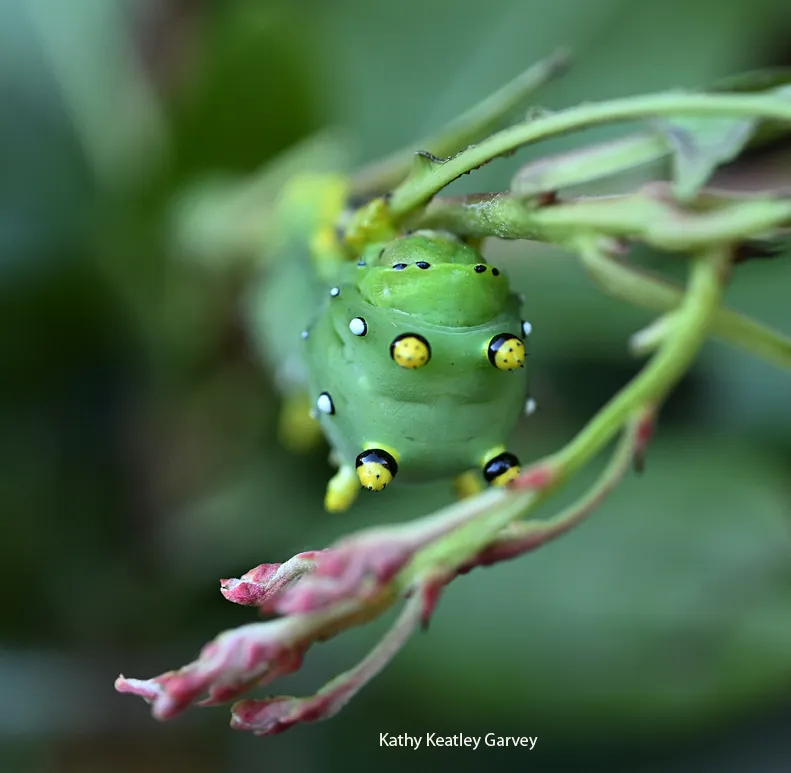 Ceanothus silk moth larva munching on manzanita.