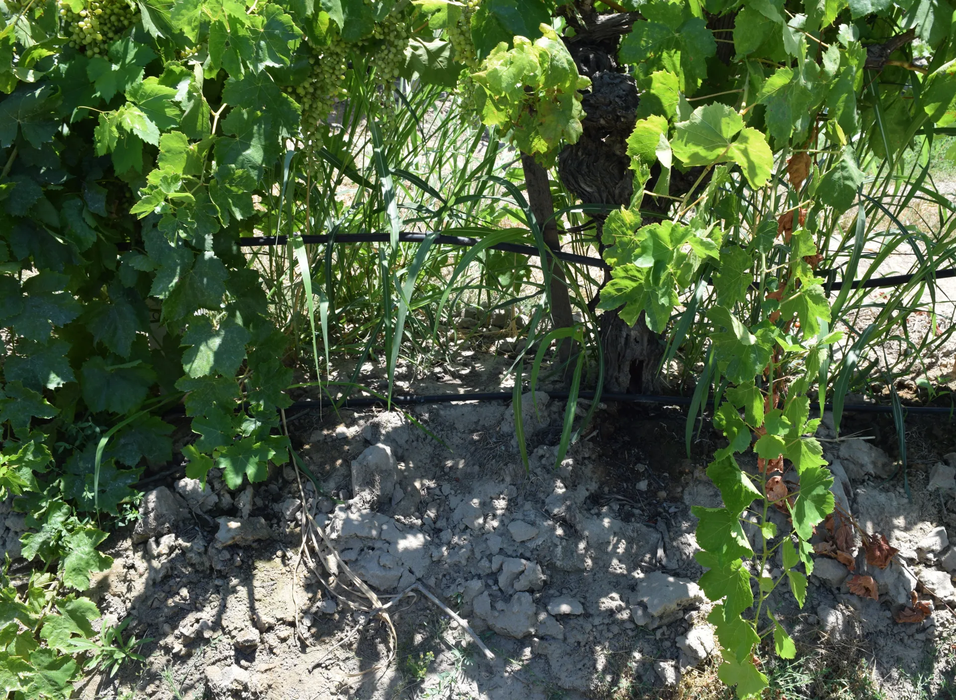 Untreated plot pictured contains a robust johnsongrass population
