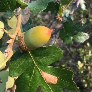 White oak acorn.