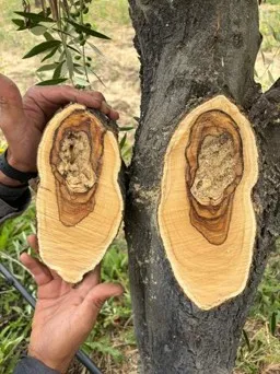 wood decay
