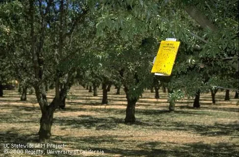 yellow sticky card in a tree to capture insects in the field