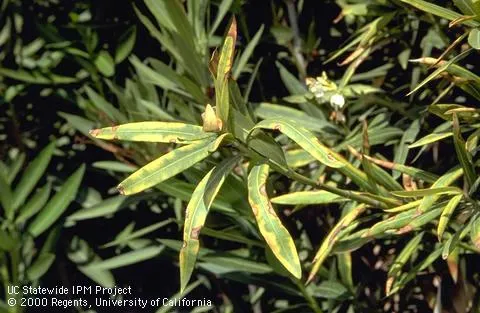 oleander leaves showing browning and yellowing on leaf margins