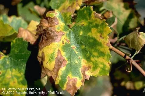 grape leaf showing severe yellowing and browning on leaf margins