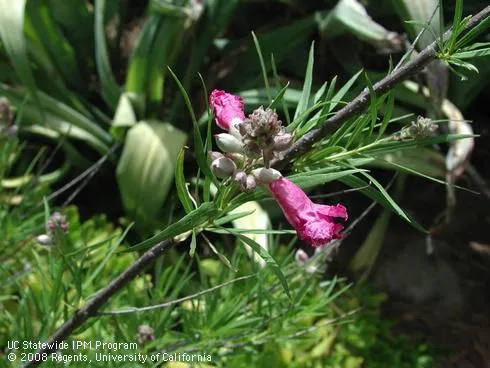 Branch of desert willow with pink flowers and buds