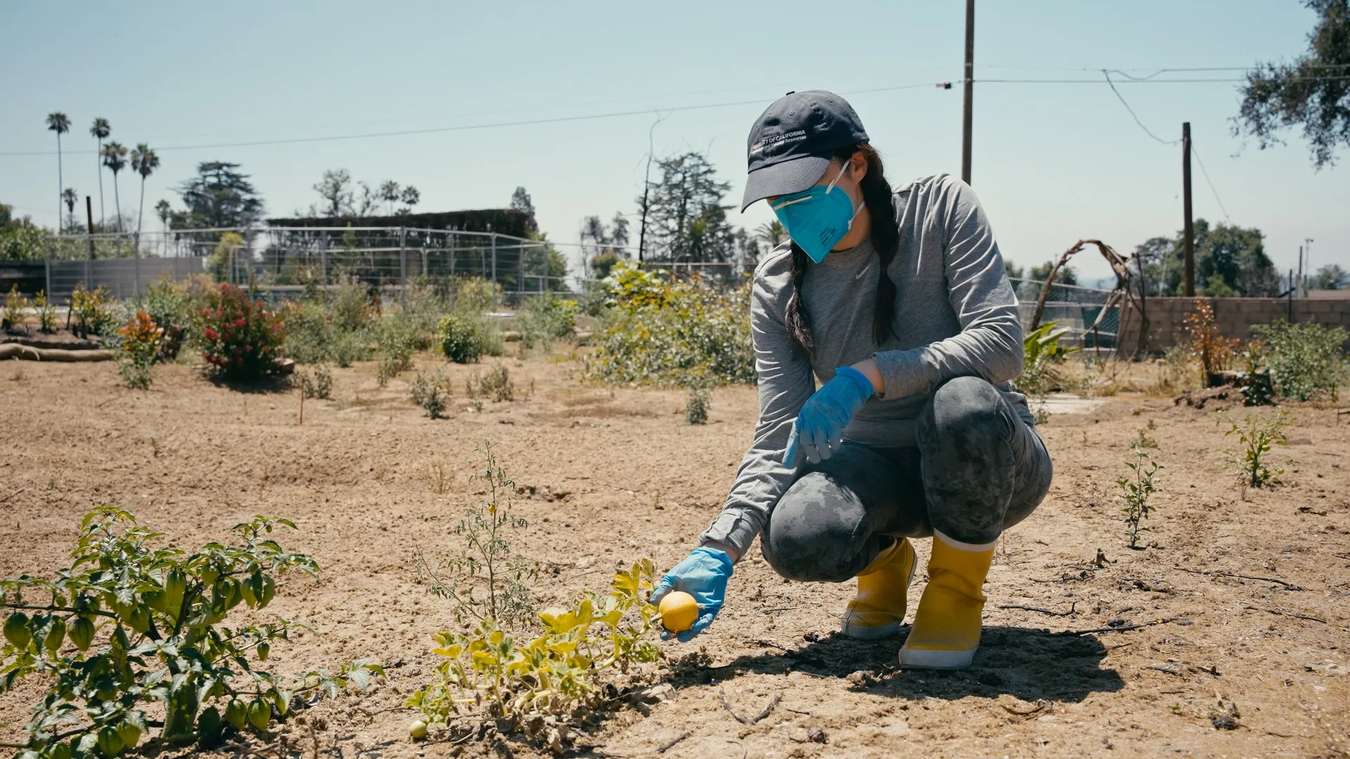 A person in a mask crouches to look at lemons growing on a burned lot