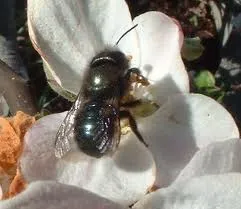 One upcoming workshop is devoted to pollinators like this female mason bee. Tom Hansen