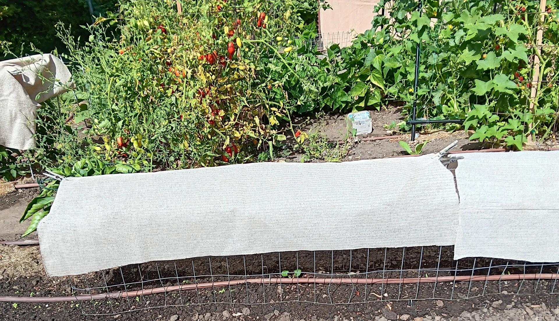 A summer garden with a row of seedlings germinating underneath a shade cloth supported by a segment of field fencing.