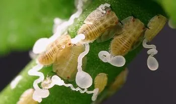 Asian citrus psyllids on a plant stem