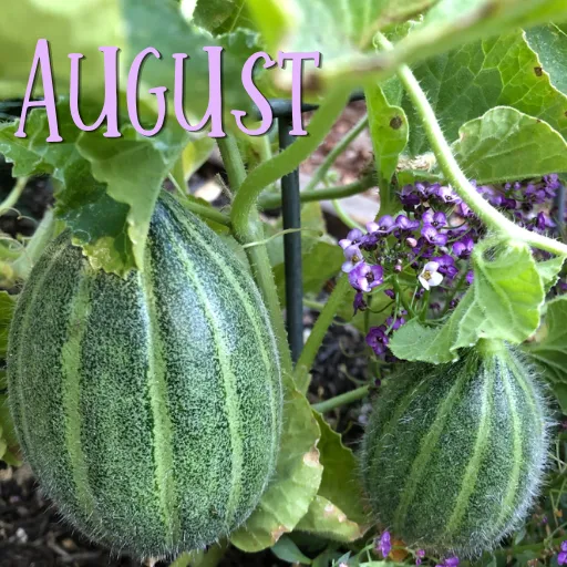 Two tiny unripe watermelons on a vine with the word August