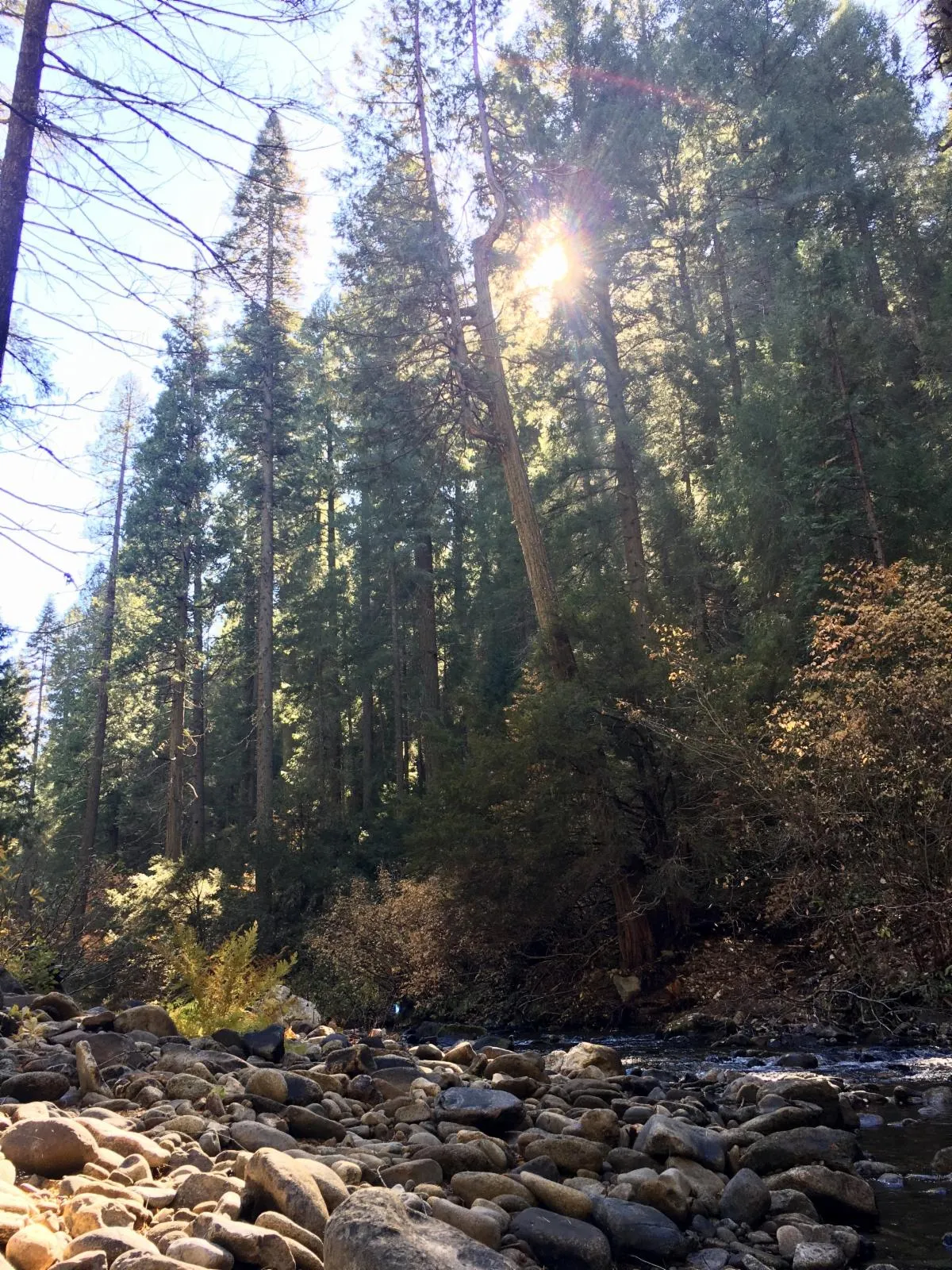 Forestland with tall conifers in the background.