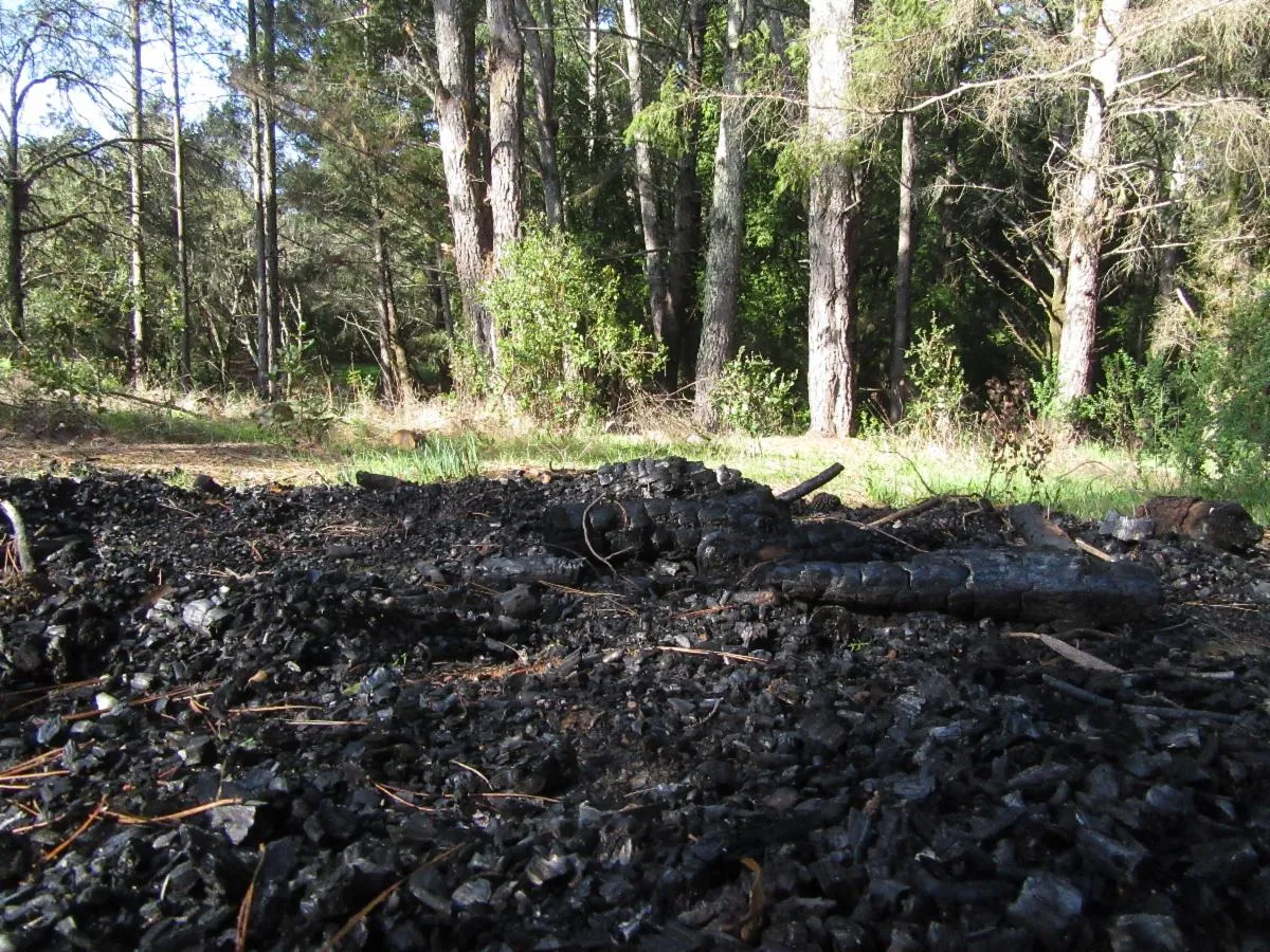 Biochar on the ground in a forest.