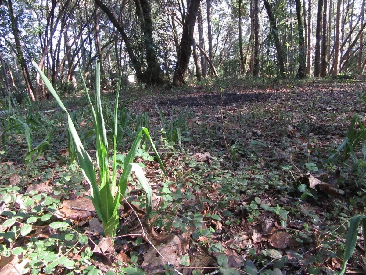 Native grass growing out of soil.