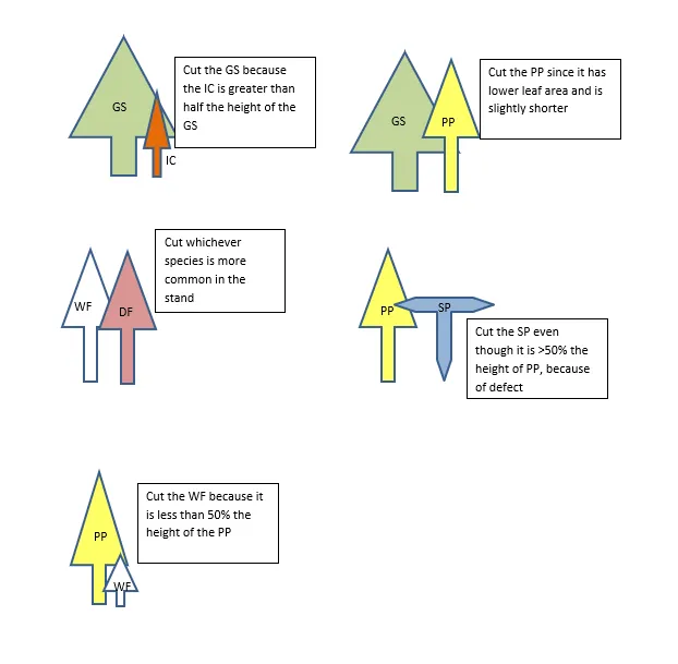 Chart showcasing when it is appropriate to thin certain seedlings.