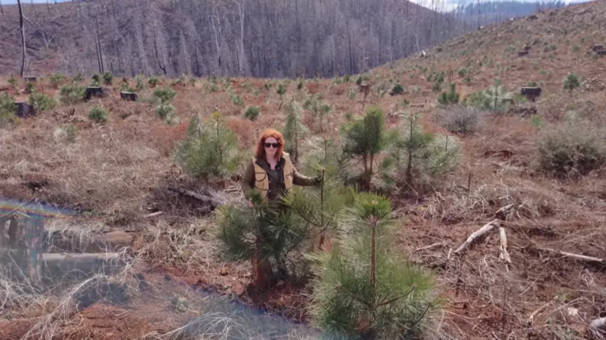 Woman stands among young conifer seedlings.