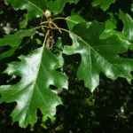 Black oak leaves.