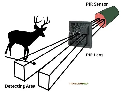 Diagram showing a suitable angle for wildlife camera setup. 