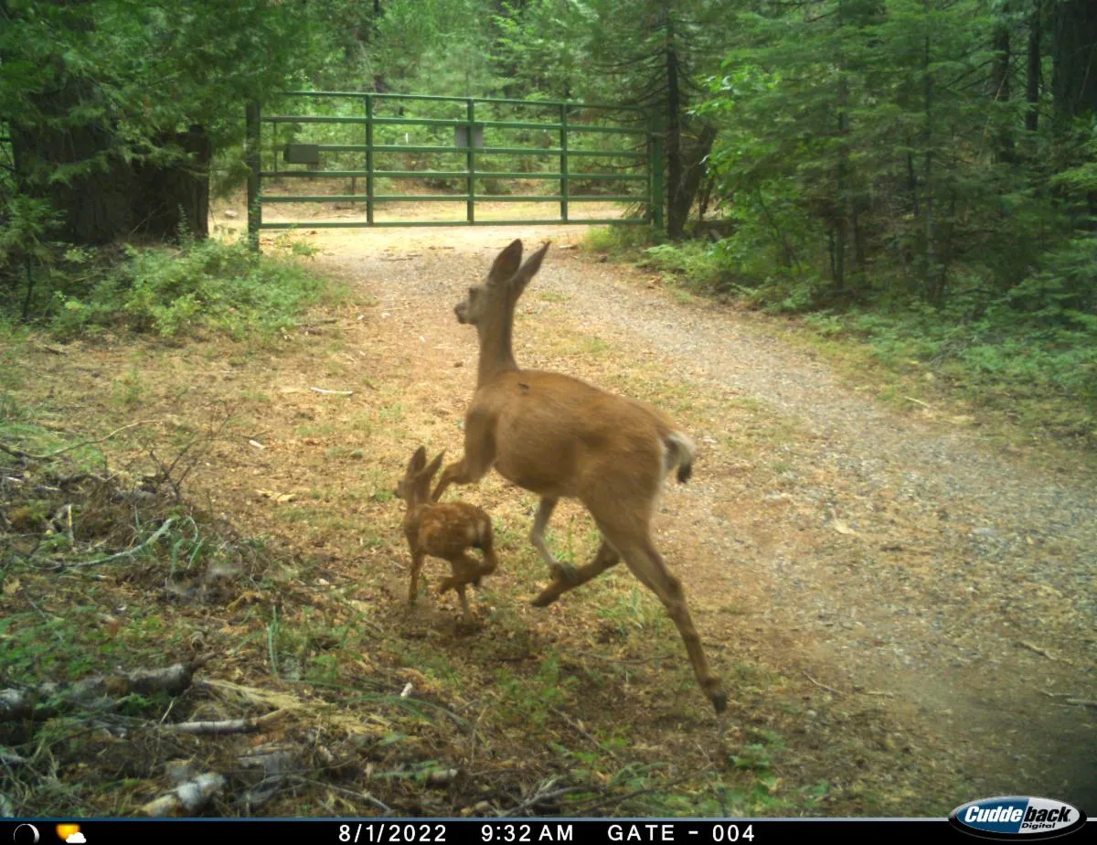 Deer running with fawn.