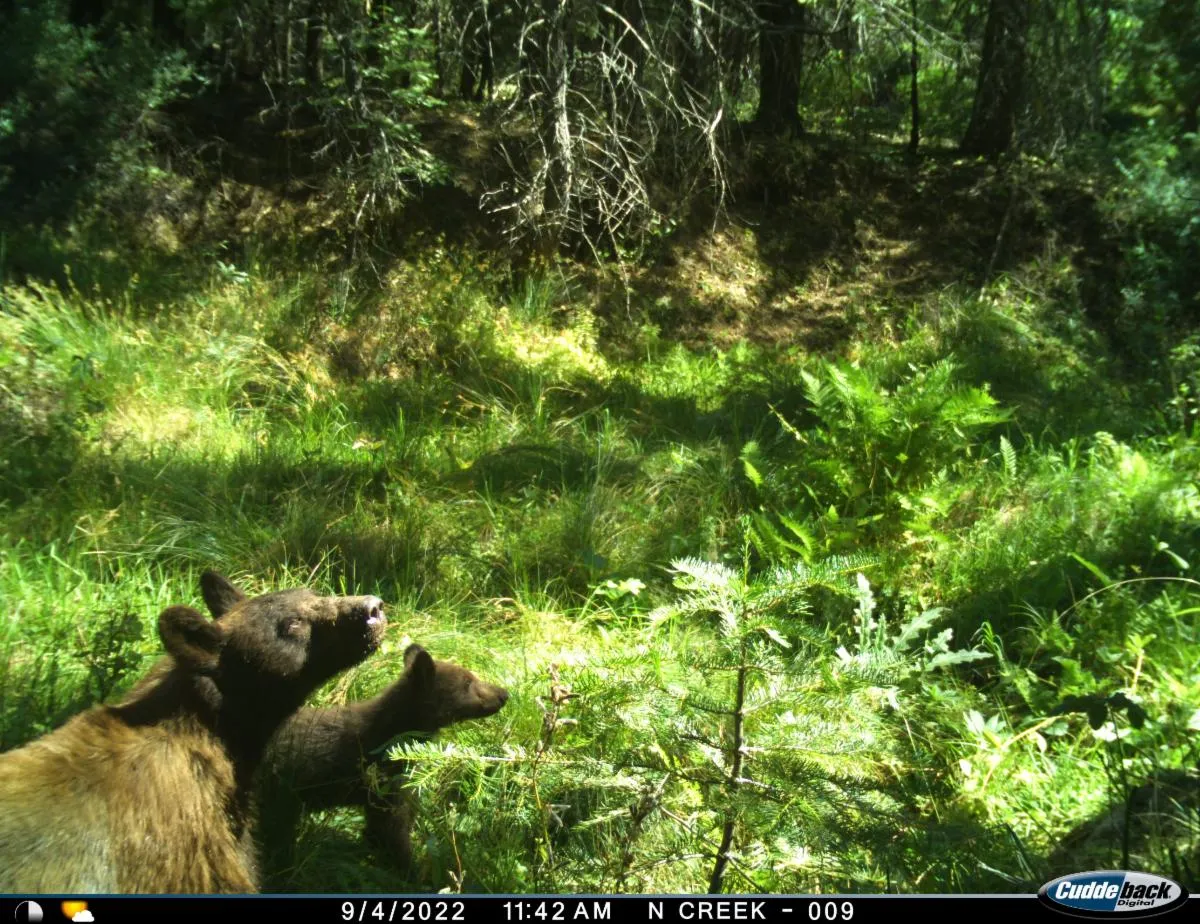 Black bears in the forest captured on a trail camera.