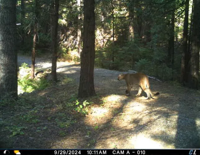 Mountain lion walking a forest.