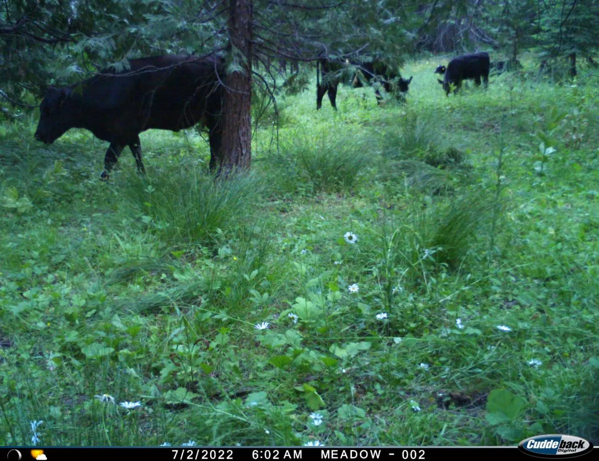 Cattle grazing in a meadow.