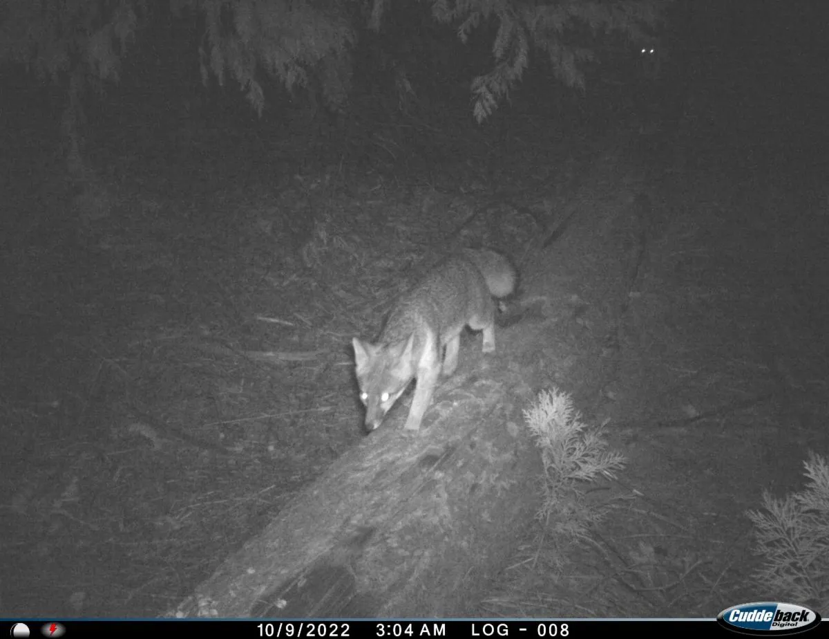 Coyote captured on a trail camera.