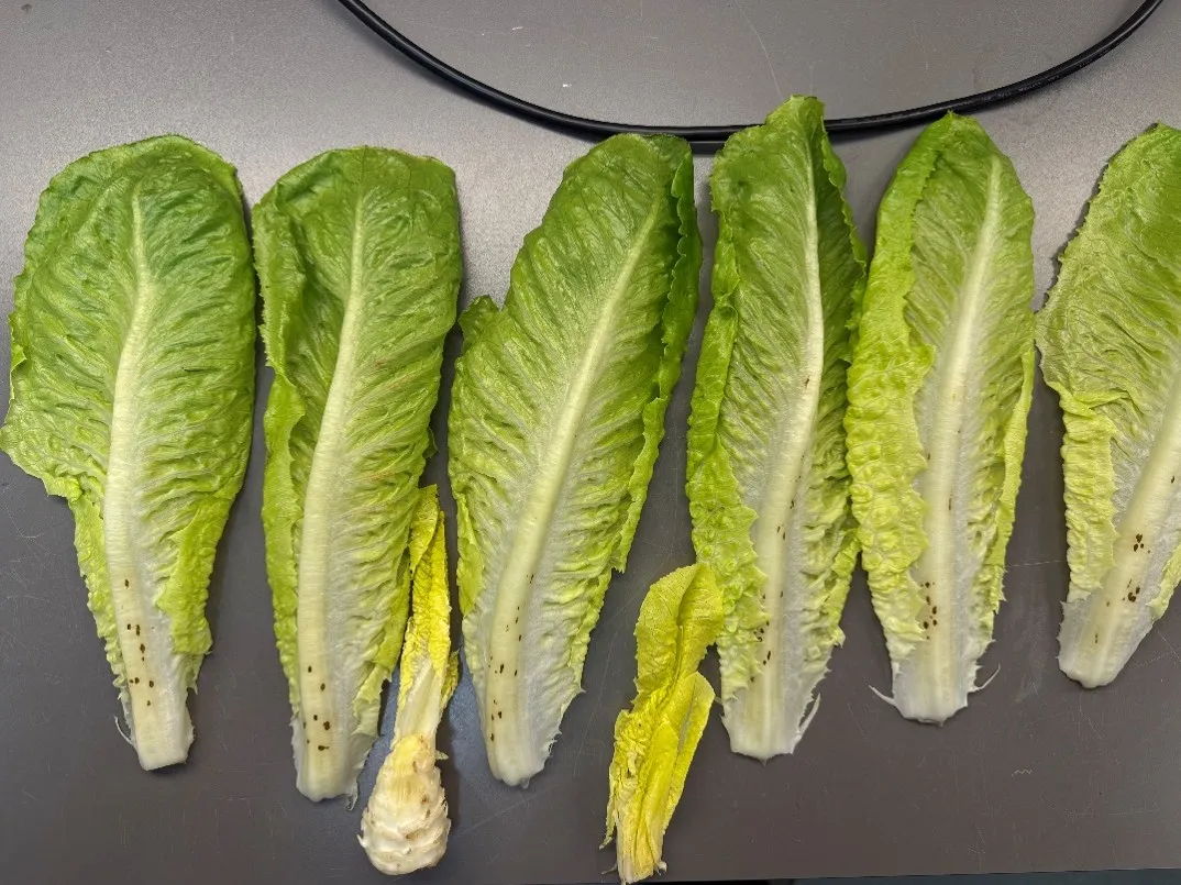 INSV negative lettuce leaves arranged side by side with brown spot symptoms on midribs.