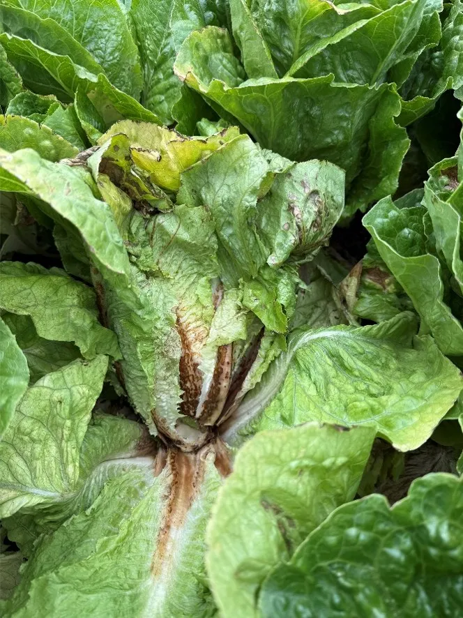 INSV infected lettuce plant in a lettuce field.