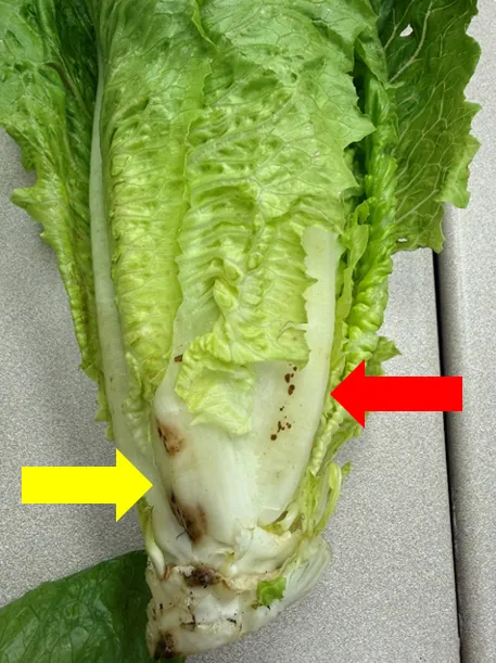 INSV positive lettuce plant exhibiting symptoms of both INSV and brown spots on midribs of unknown cause