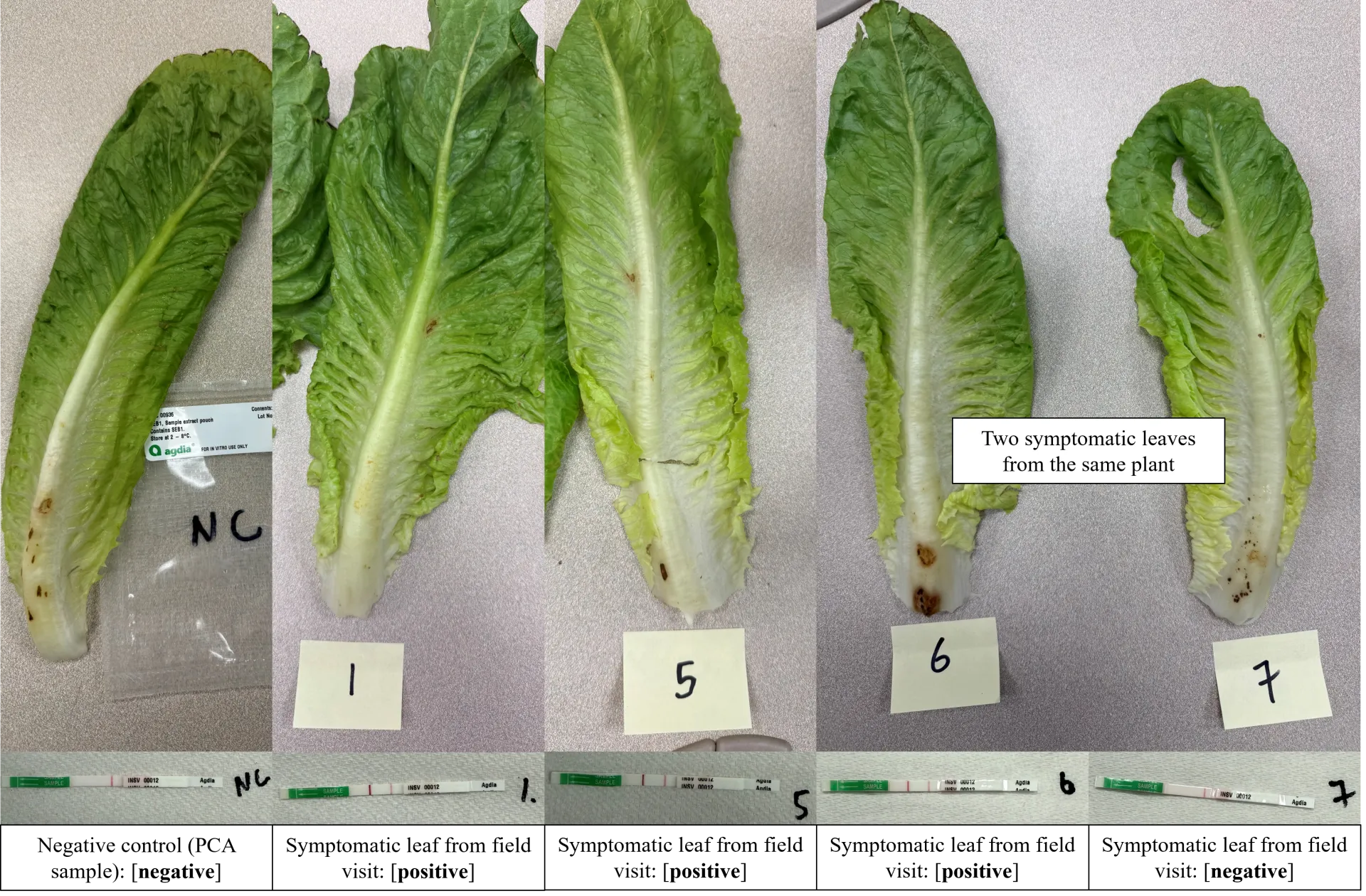 Lettuce leaves and their respective INSV test results