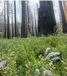Giant sequoia burned at high severity.