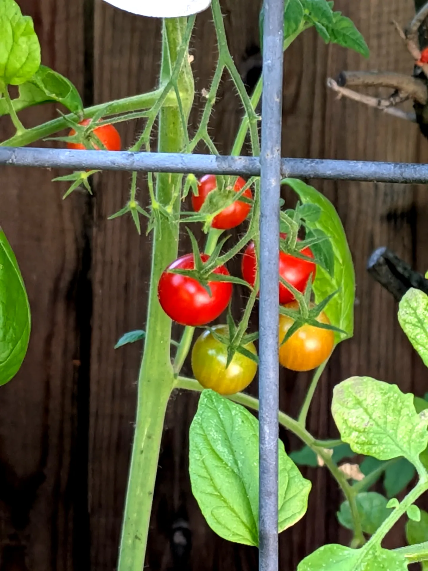 Ripening tomatoes on a tomato vine