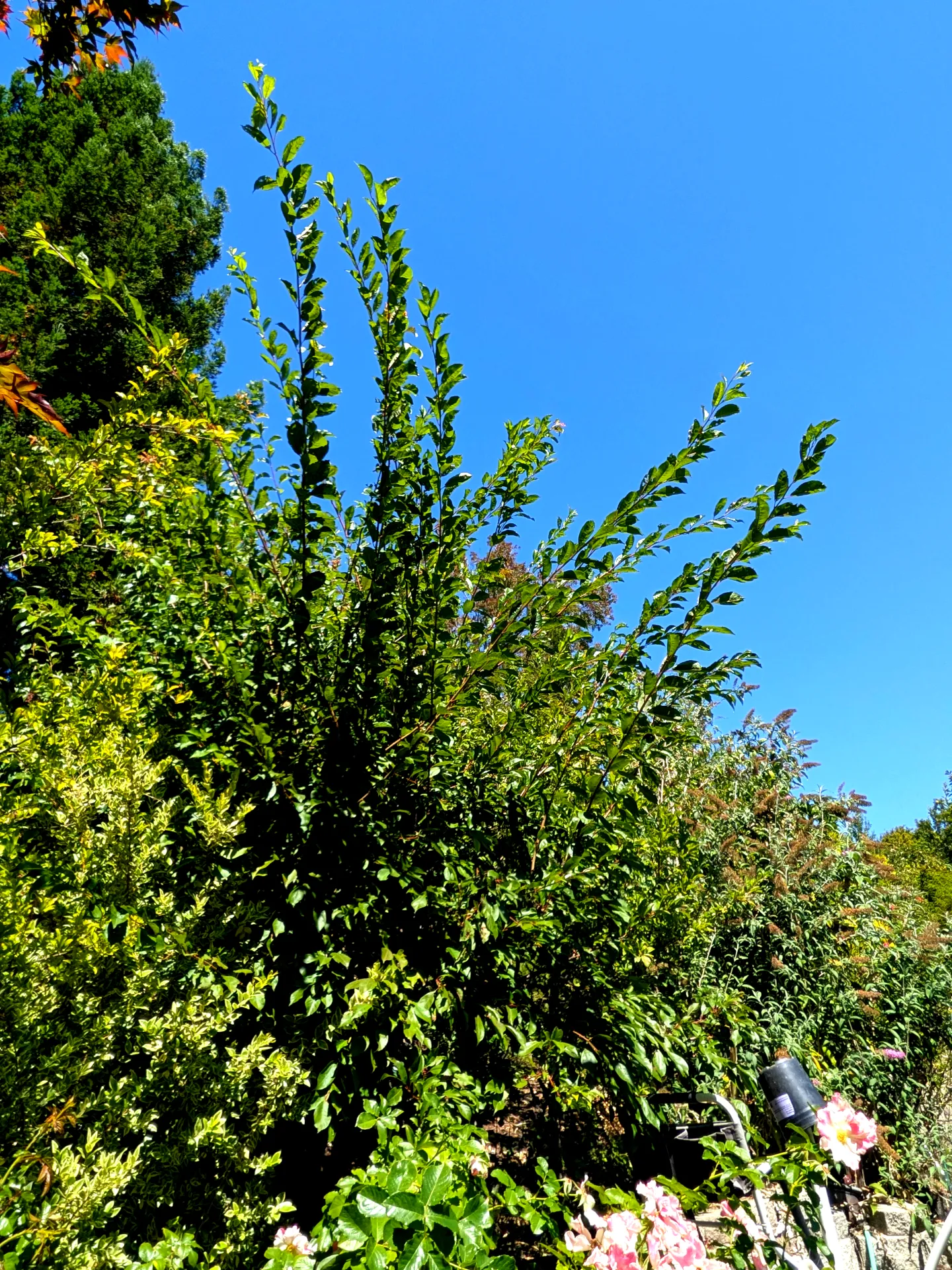 Fruit trees with long top growth that should be pruned.