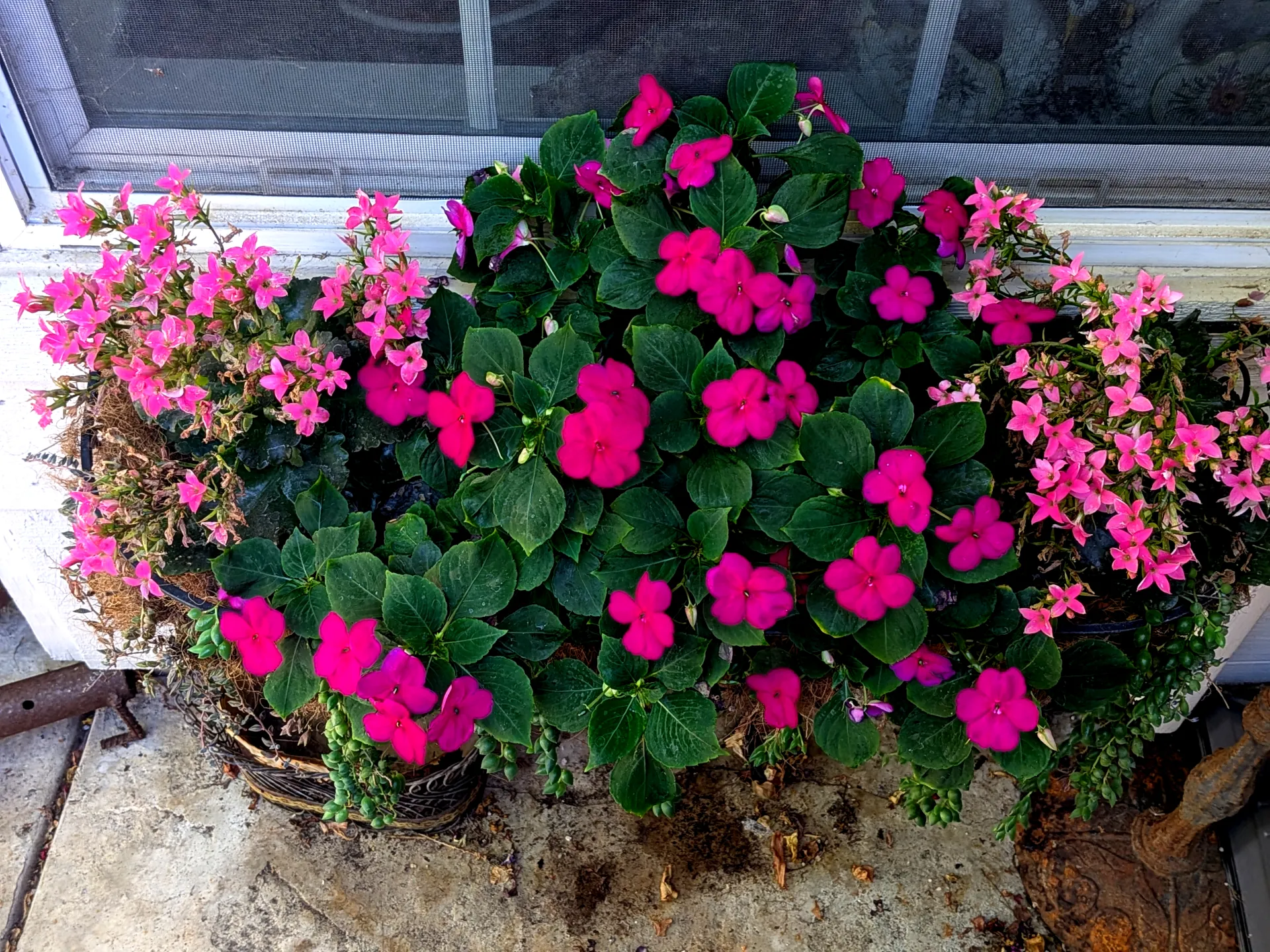 small containers with planted flowers