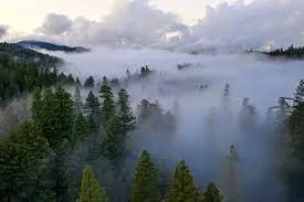 Forestland with fog in the sky.
