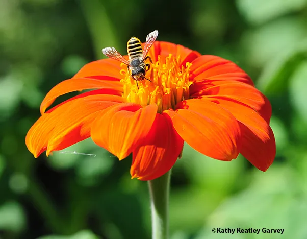 Megachile fidelis on Tithonia