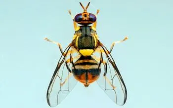 Oriental Fruit Fly, Bactrocera dorsali