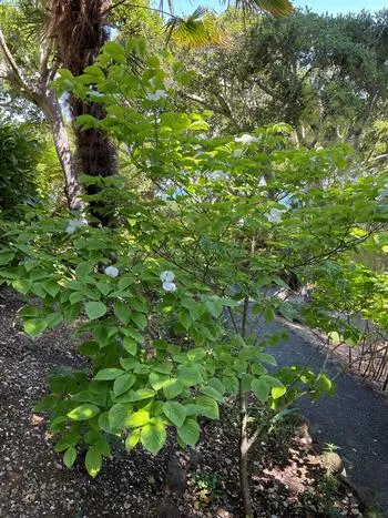 Pacific Dogwood attracts Polyphemus moths