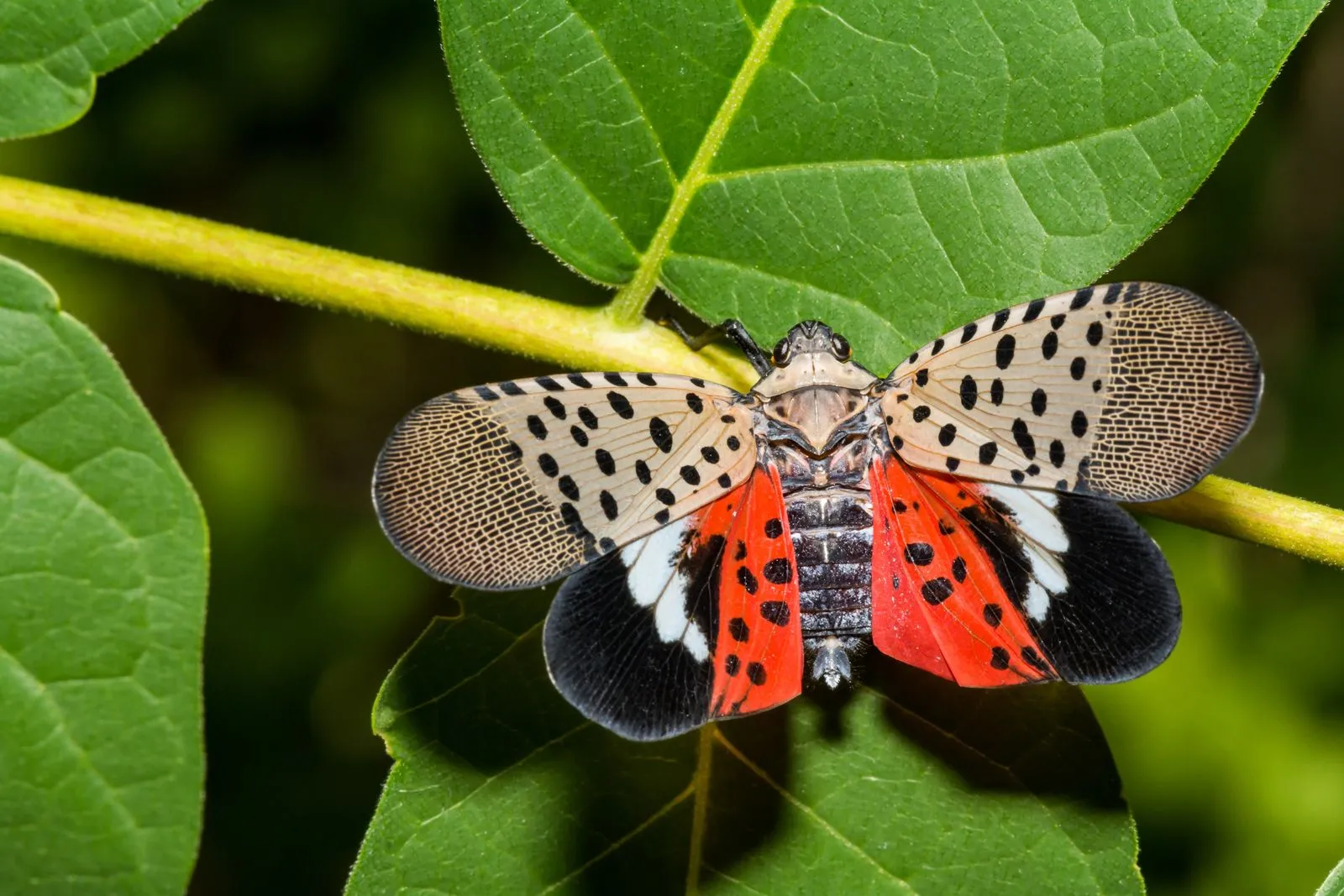 Photo of insect wings--black, white, orange, and cream--and body of adult Spotted lanternfly