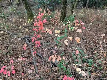 Poison oak in many colors