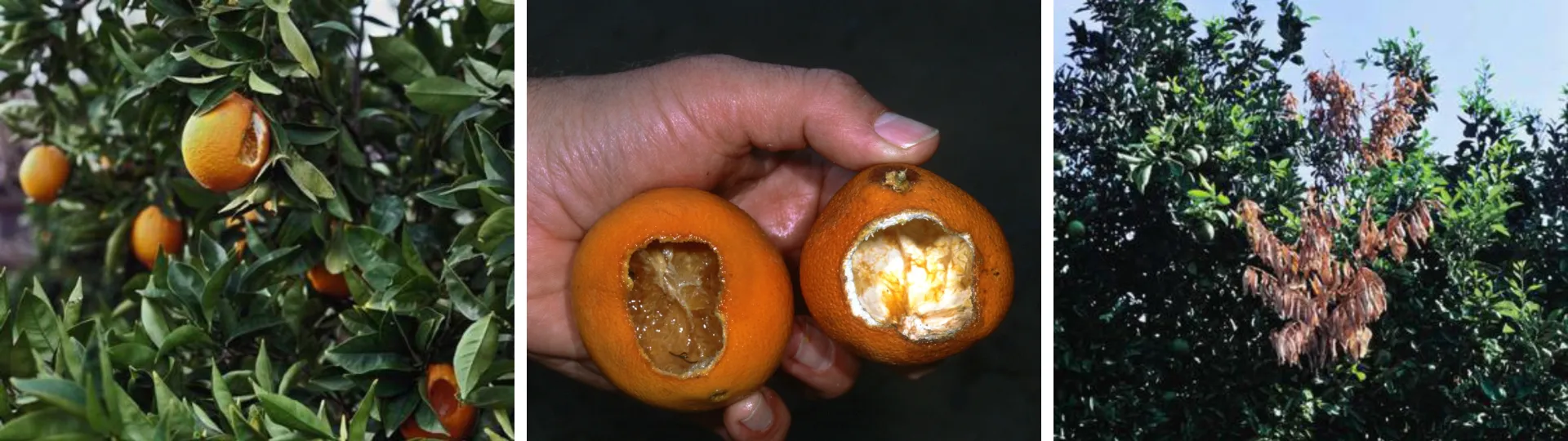 Collage of three photos, demonstrating rodent damage to oranges; oranges on and off tree are shown gnawed and a branch is dry and brown from damage