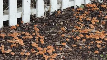 an outcropping of LBJs (little brown jobs) with a sizable mycelium underground