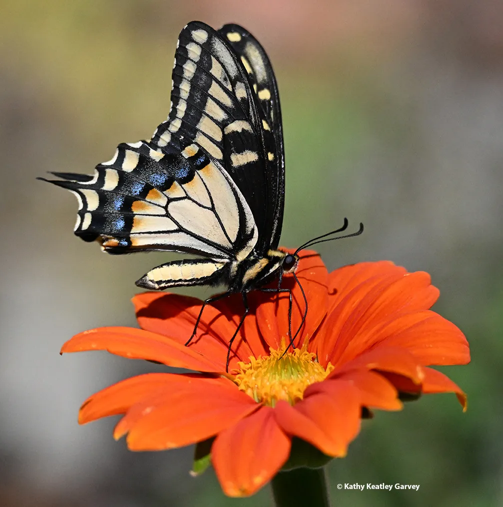 Anise swallowtail on Mexican sunflower, Tithonia.