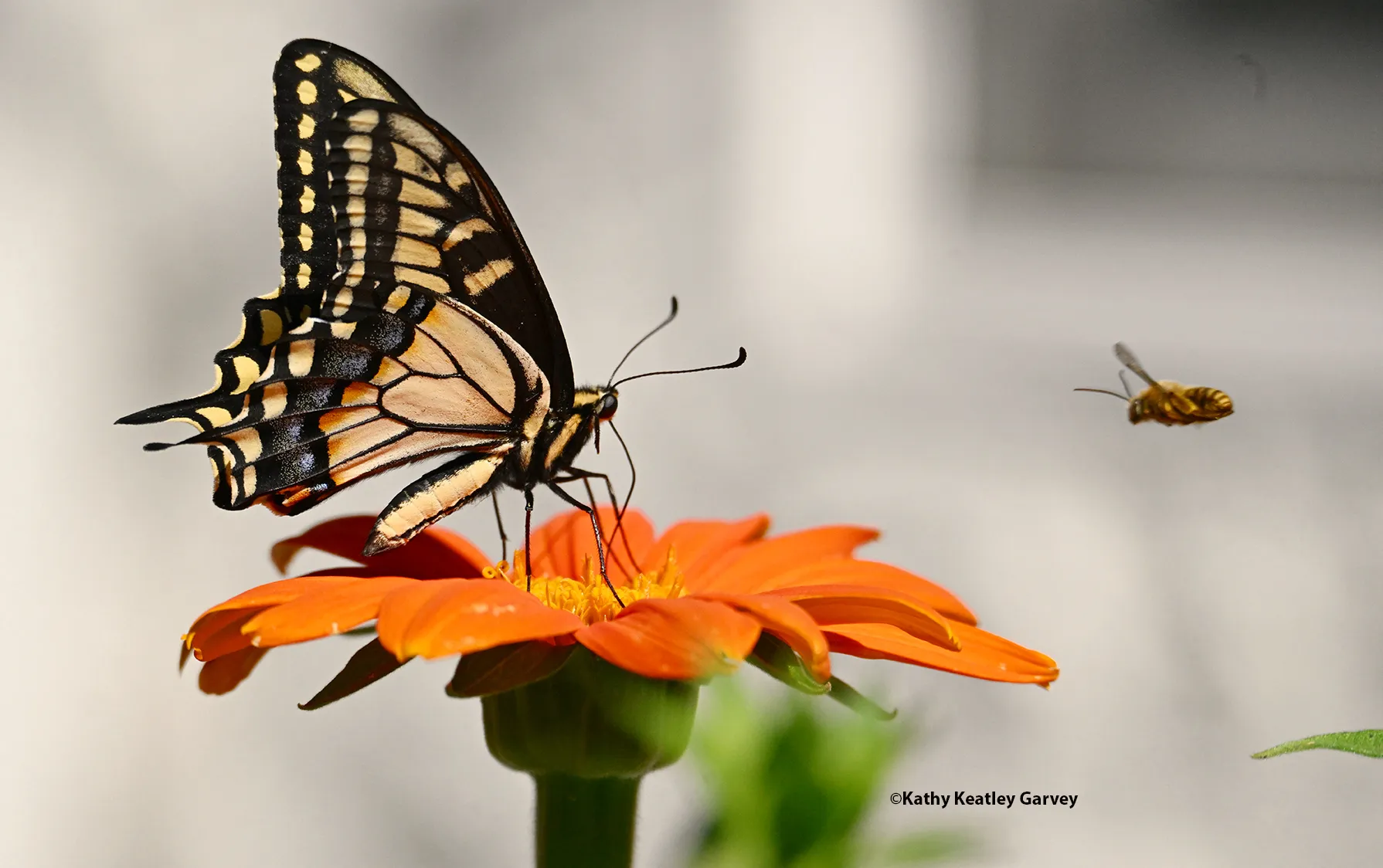 Long-horned bee targeting an Anise swallowtail in a Vacaville pollinator garden. (Photo by Kathy Keatley Garvey)