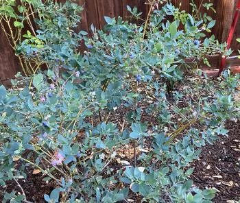 blueberry bush with blueberries ready to pick